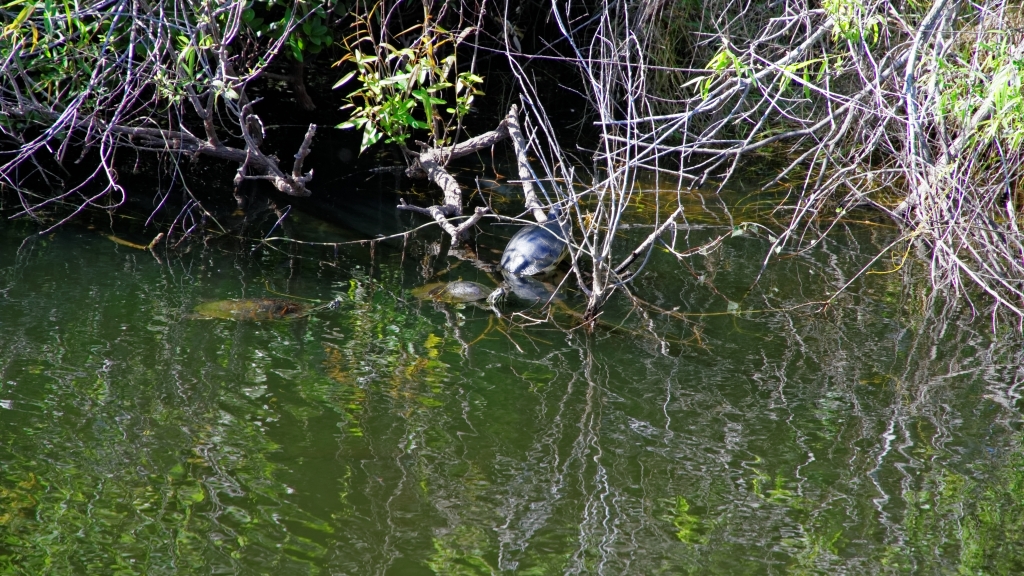 02 - Everglade NP (49).jpg